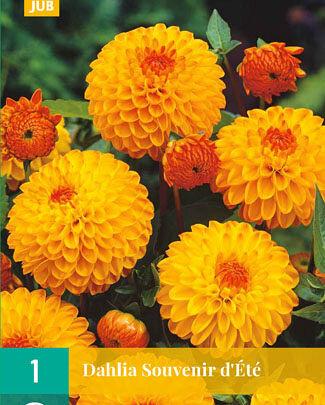 Jub Lukovica Dahlia Souvenir Dete, 1 komad