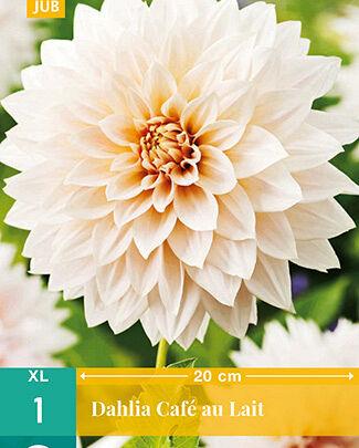 Jub Lukovice Dahlia Cafe Au Lait, 1 komad