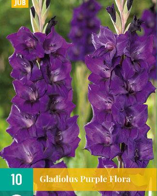 Jub Lukovica Gladiola Purple Flora, 7 komada