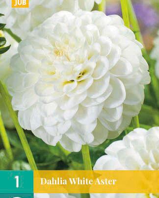 Jub Lukovica Dahlia White Aster, 1 komad