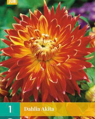 Jub Lukovica Dahlia Akita, 1 komad
