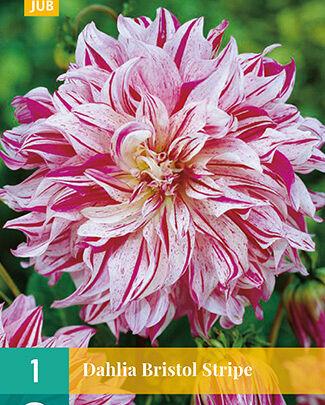 Jub Lukovica Dahlia Bristol Stripe, 1 komad