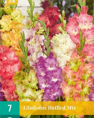 Jub Lukovica Gladiola Ruffled Mix, 7 komada