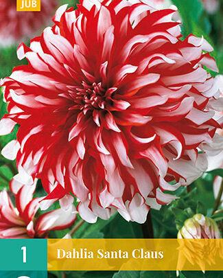 Jub Lukovica Dahlia Santa Claus, 1 komad