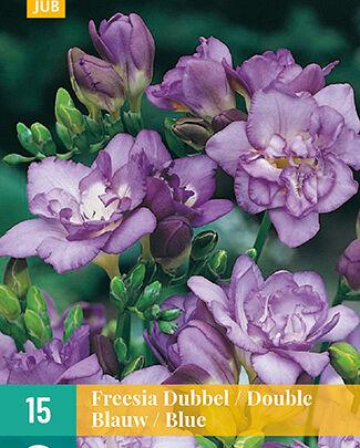 Jub Lukovica Freesia Double, Plava, 15 komada