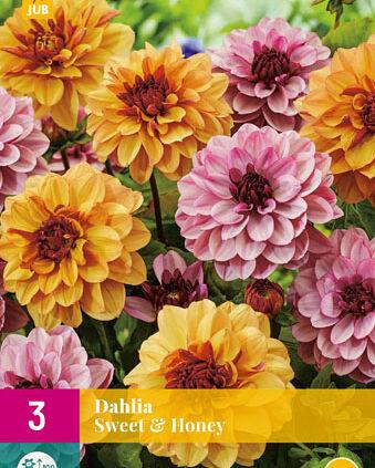 Jub Lukovica Dahlia Sweet &Honey, 3 komada