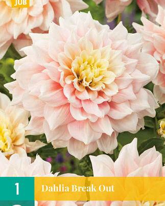Jub Lukovica Dahlia Break Out, 1 komad
