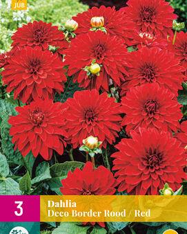 Jub Lukovica Dahlia Deco Border, Crvena, 3 komada