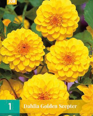 Jub Lukovica Dahlia Golden Scepter, 1 komad