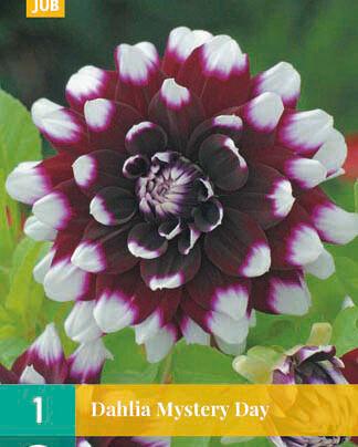 Jub Lukovica Dahlia Mystery Day, 1 komad
