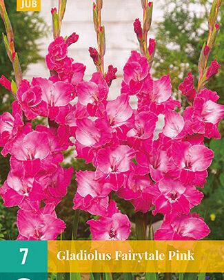 Jub Lukovica Gladiola Fairytale, 7 komada, Roze