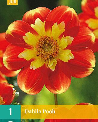 Jub Lukovica Dahlia Pooh, 1 komad