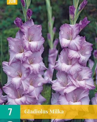 Jub Lukovica Gladiola Milka, 7 komada
