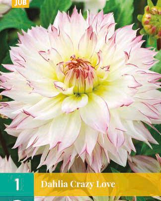 Jub Lukovica Dahlia Crazy Love, 1 komad