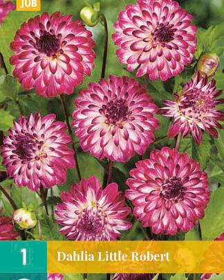 Jub Lukovica Dahlia Little Robert, 1 komad