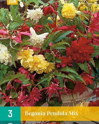 Jub Lukovica Begonia Pendula Mix, 3 komada