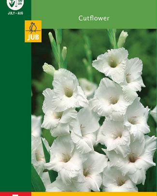 Jub Lukovica Gladiola, Bijela, 5 komada