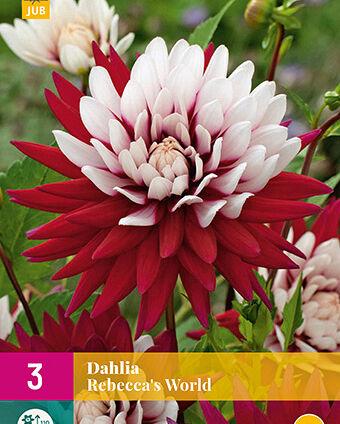 Jub Lukovica Dahlia Rebeccas World, 3 komada