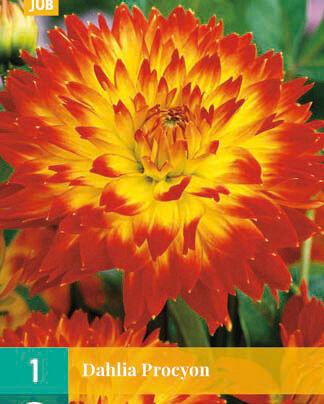 Jub Lukovica Dahlia Procycon, 1 komad