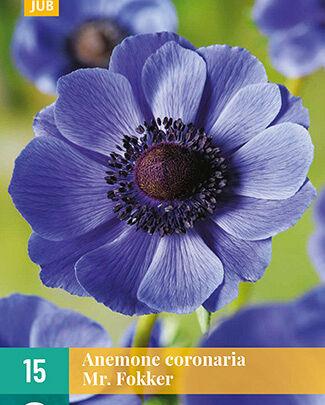 Jub Lukovica Anemone Coronaria Mr.Fokker Vj, 15 komada