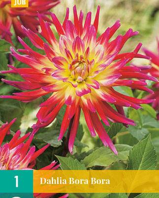 Jub Lukovica Dahlia Bora Bora, 1 komad