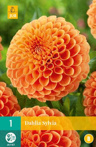 Jub Lukovica Dahlia Sylvia