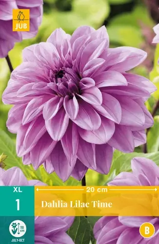 Jub Lukovica Dahlia Lilac Time