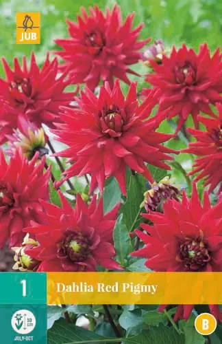 Jub Lukovica Dahlia Red Pigmy