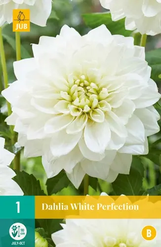 Jub Lukovica Dahlia White Perfection
