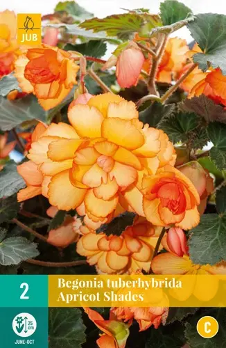 Jub Lukovica Begonia Tuberhybrida Apricotshades