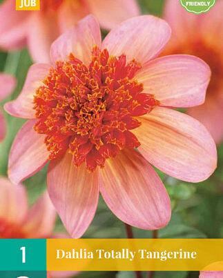 Jub Lukovica Dahlia Totally Tangerine