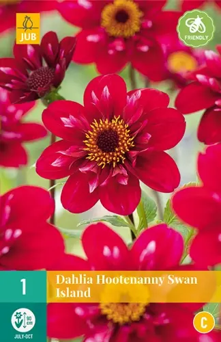 Jub Lukovica Dahlia Hootenanny-Swan Island