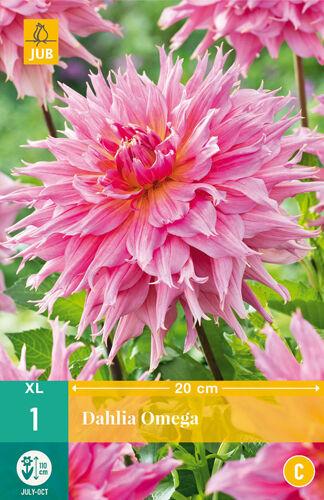 Jub Lukovica Dahlia Omega