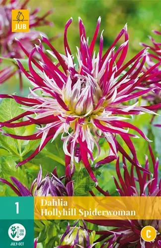 Jub Lukovica Dahlia Hollyhill Spiderwomen