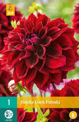 Jub Lukovica Dahlia Dark Fubuki