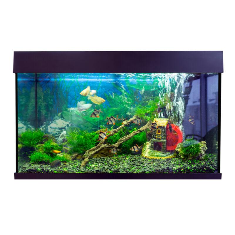 Akvarijumi za ribice