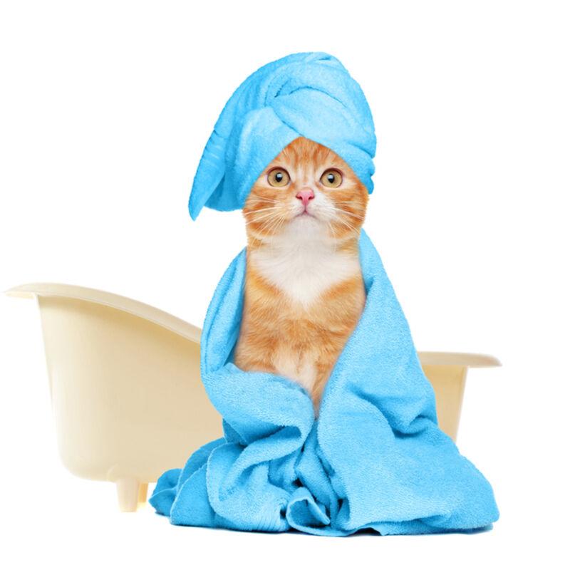 Higijena i njega mačaka