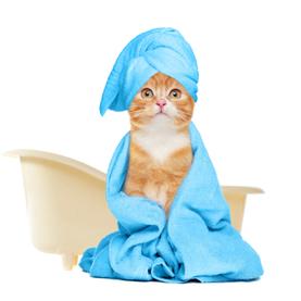 Higijena i njega mačaka