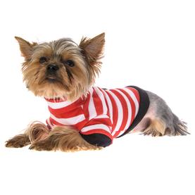 Odjeća za pse i modni dodaci