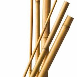 Papillon Bambus Pritka Fi40-45Mm H600Cm