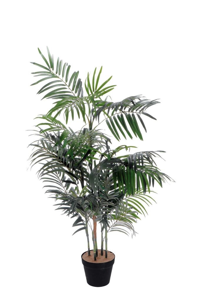 Kenzija U Saksiji D17Xh180 112226