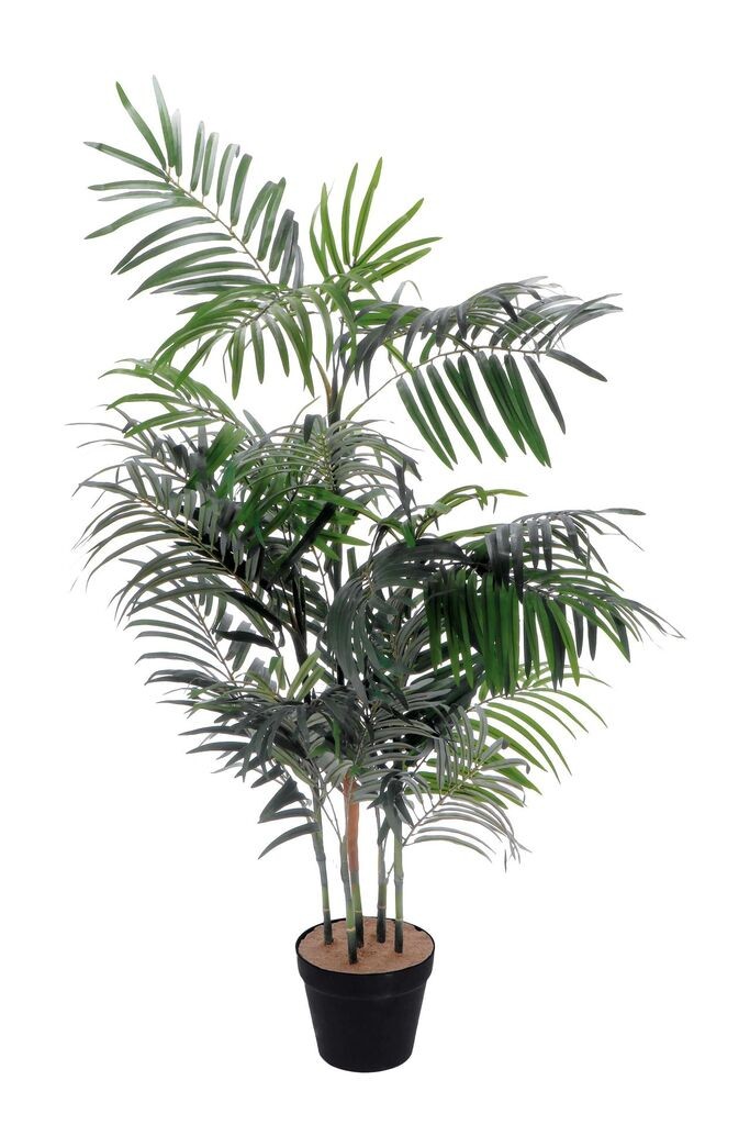 Kenzija U Saksiji D17Xh200 112227