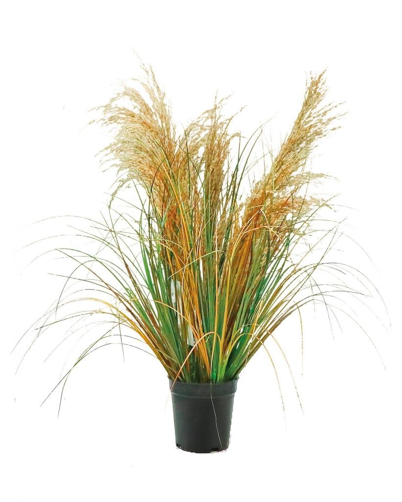Ukrasna Trava U Plastičnoj Saksiji Diam11Xh60 101082