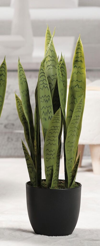 Sanseveria U Saksiji  H68 57650