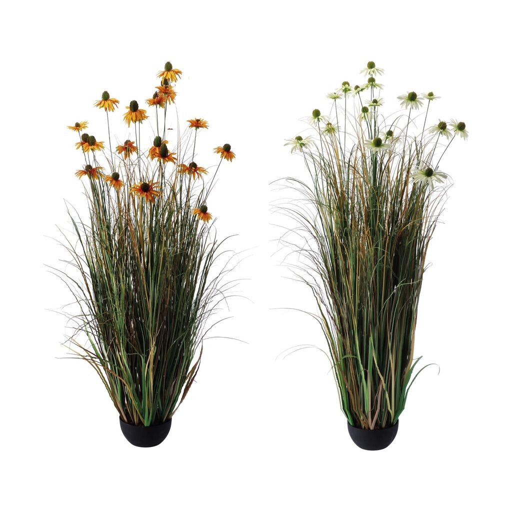 Margarita U Plasticnoj Saksiji  D23H150 101081