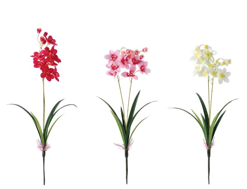 Orhideja  Cm67 103818