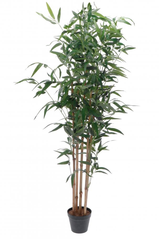 Bambus U Saksiji Diam60Xh153 79512