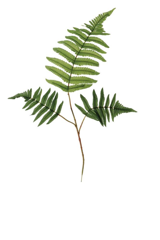 Paprat Dekorativni Cm68 75696