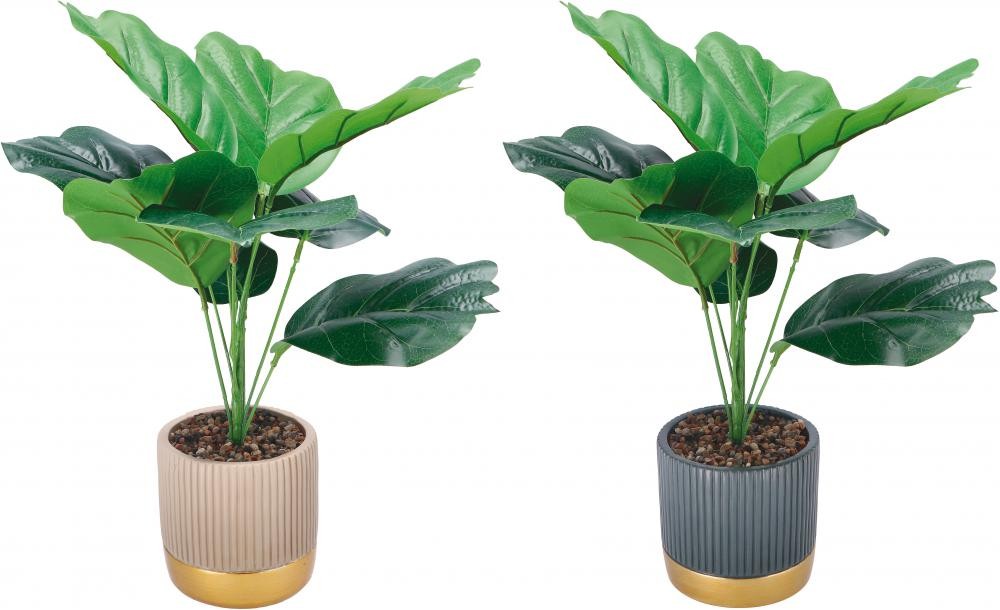 Ukrasni Cvijet U Saksiji  Diam12Xh40 83539