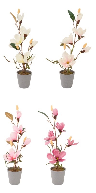 Magnolija U Saksijiplastika D11Xh53